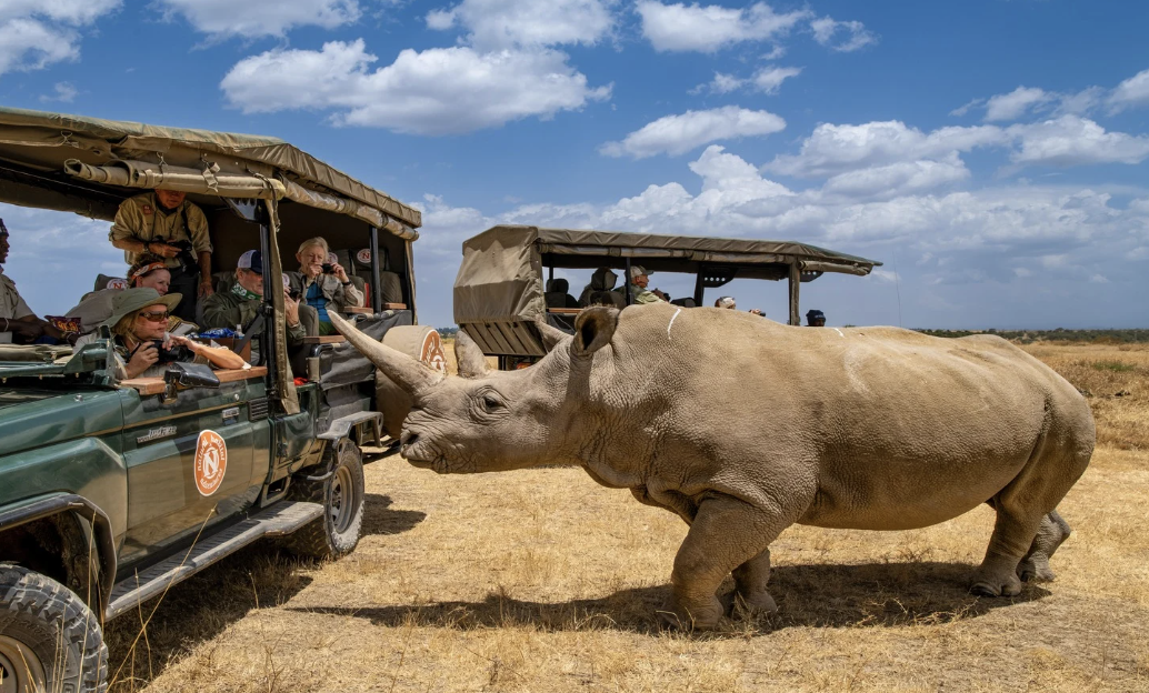 Kenya Safari Vaccines: Your 2026 UK Travel Clinic Guide