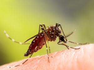 Yellow Fever Vaccine service picture